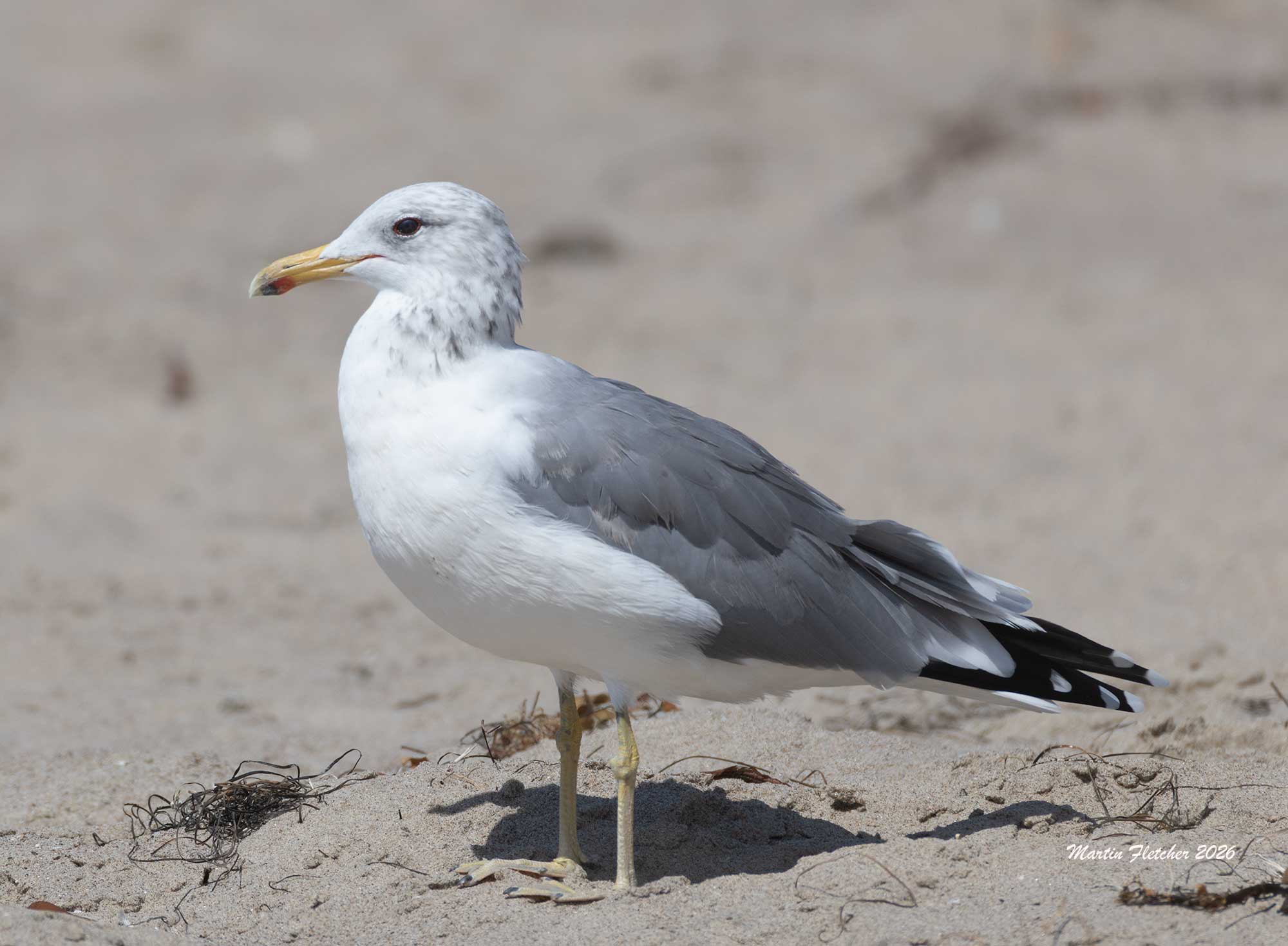 Western Gull, Jalama