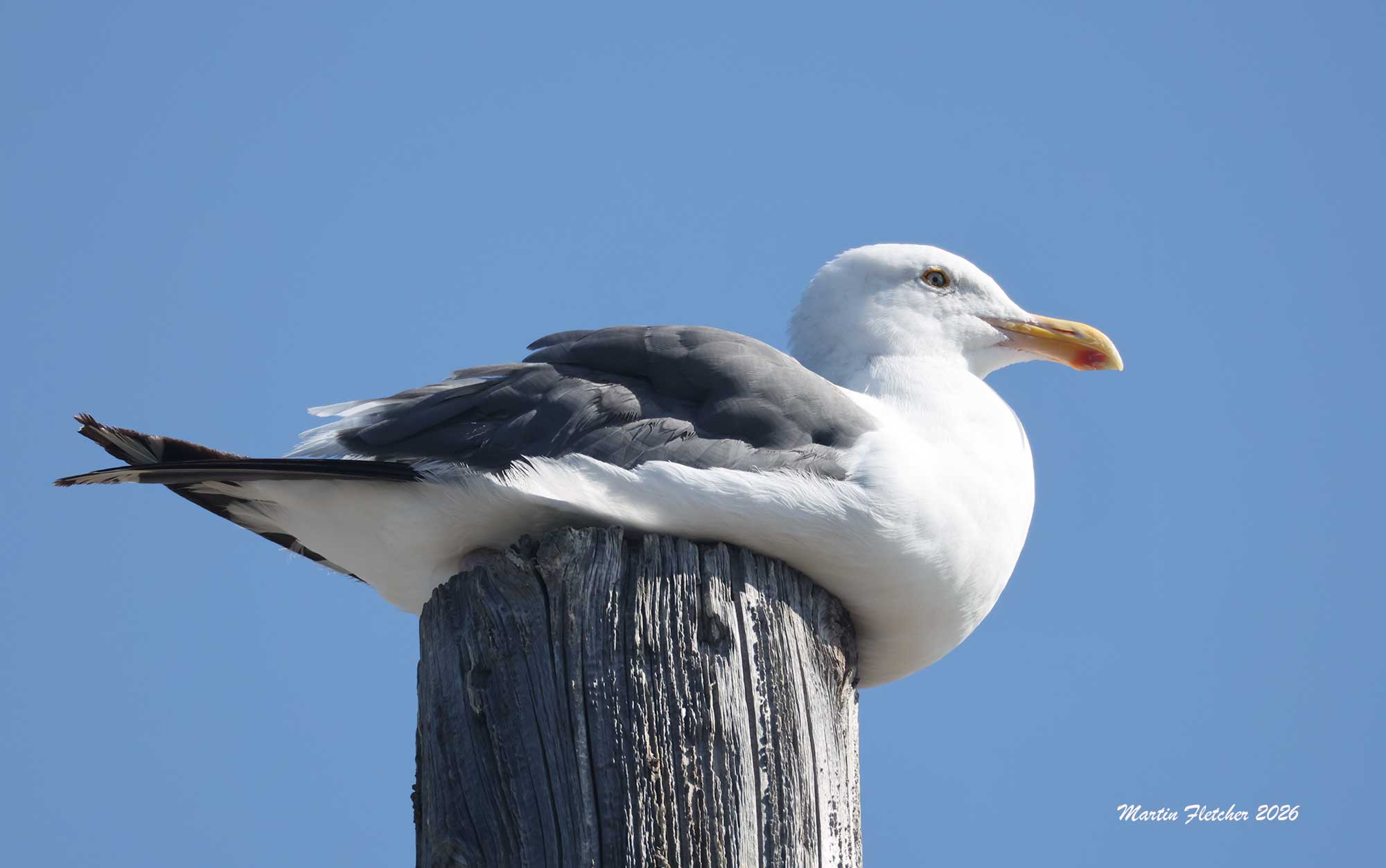 Western Gull, Ventura River Mouth