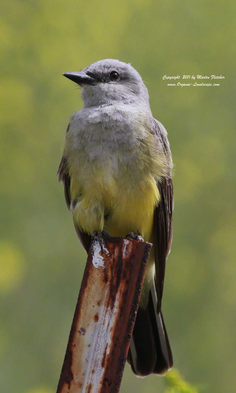 Western Kingbird, Canada Larga