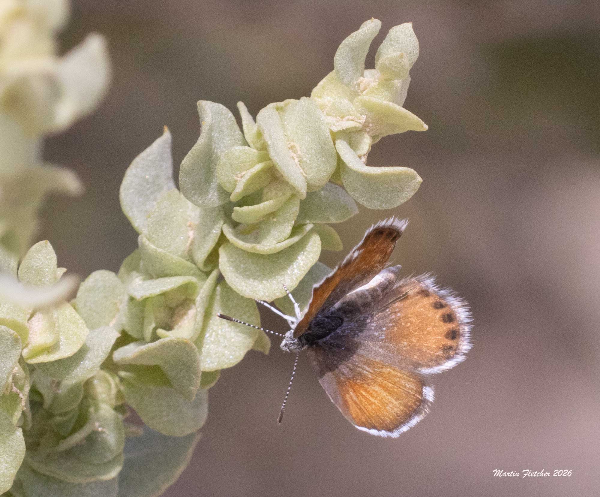 Western Pygme Blue, Brephidium exilis, Deep Springs