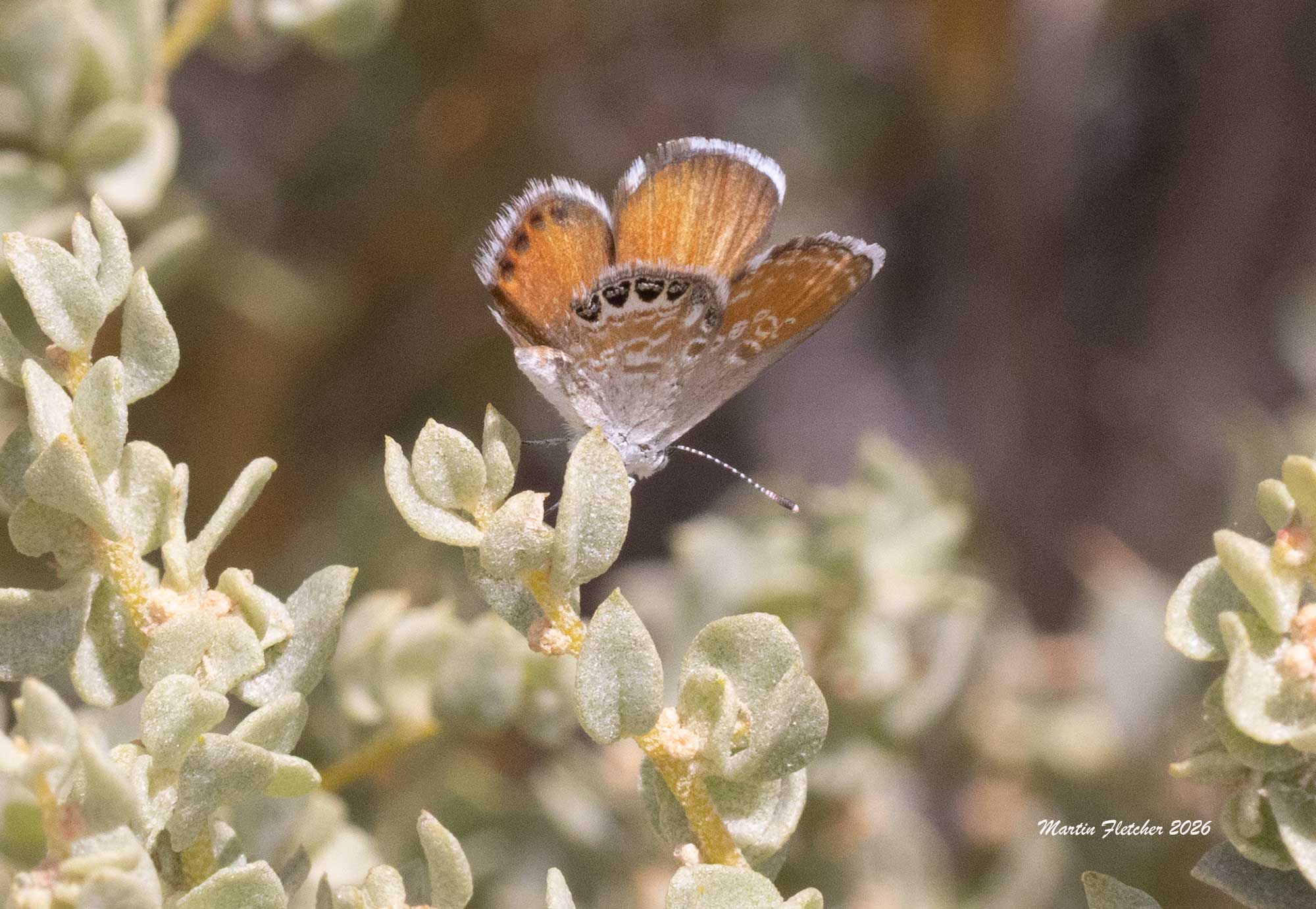 Western Pygme Blue, Brephidium exilis, Deep Springs