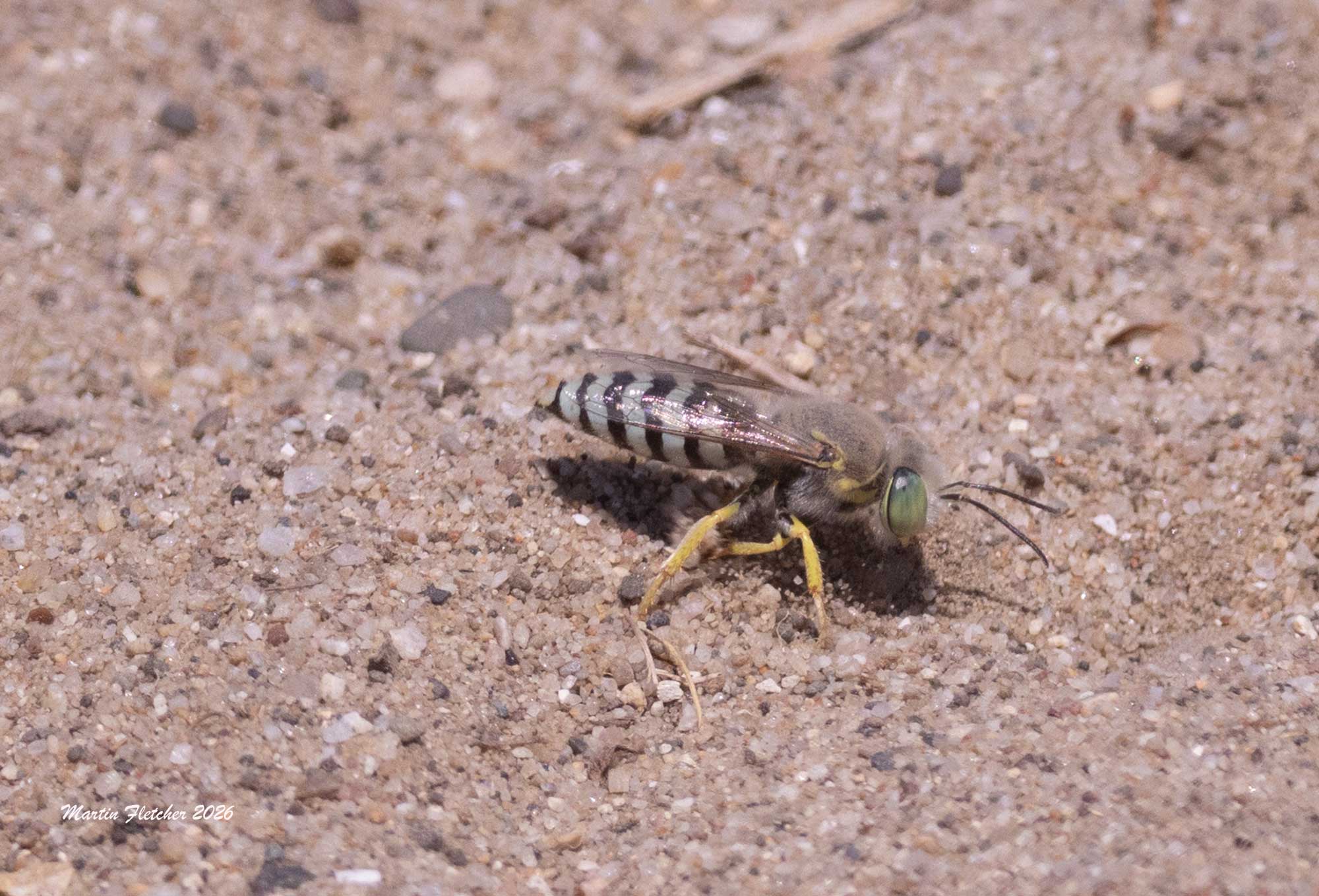 Western Sand Wasp digging at the Ventura Spreading Ponds