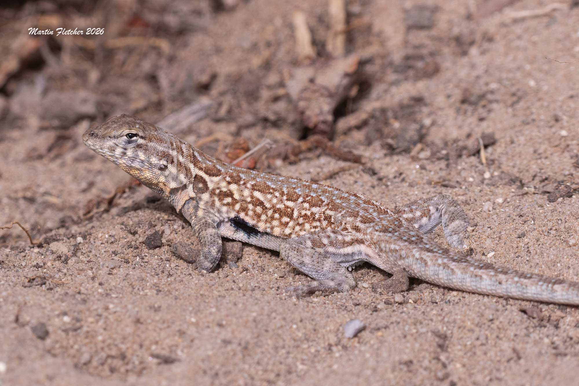 Western Side Blotched Lizard, Uta stansburiana elegans