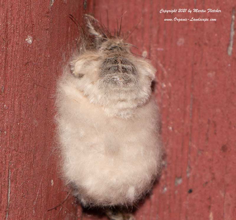 Western Tussock Moth Female