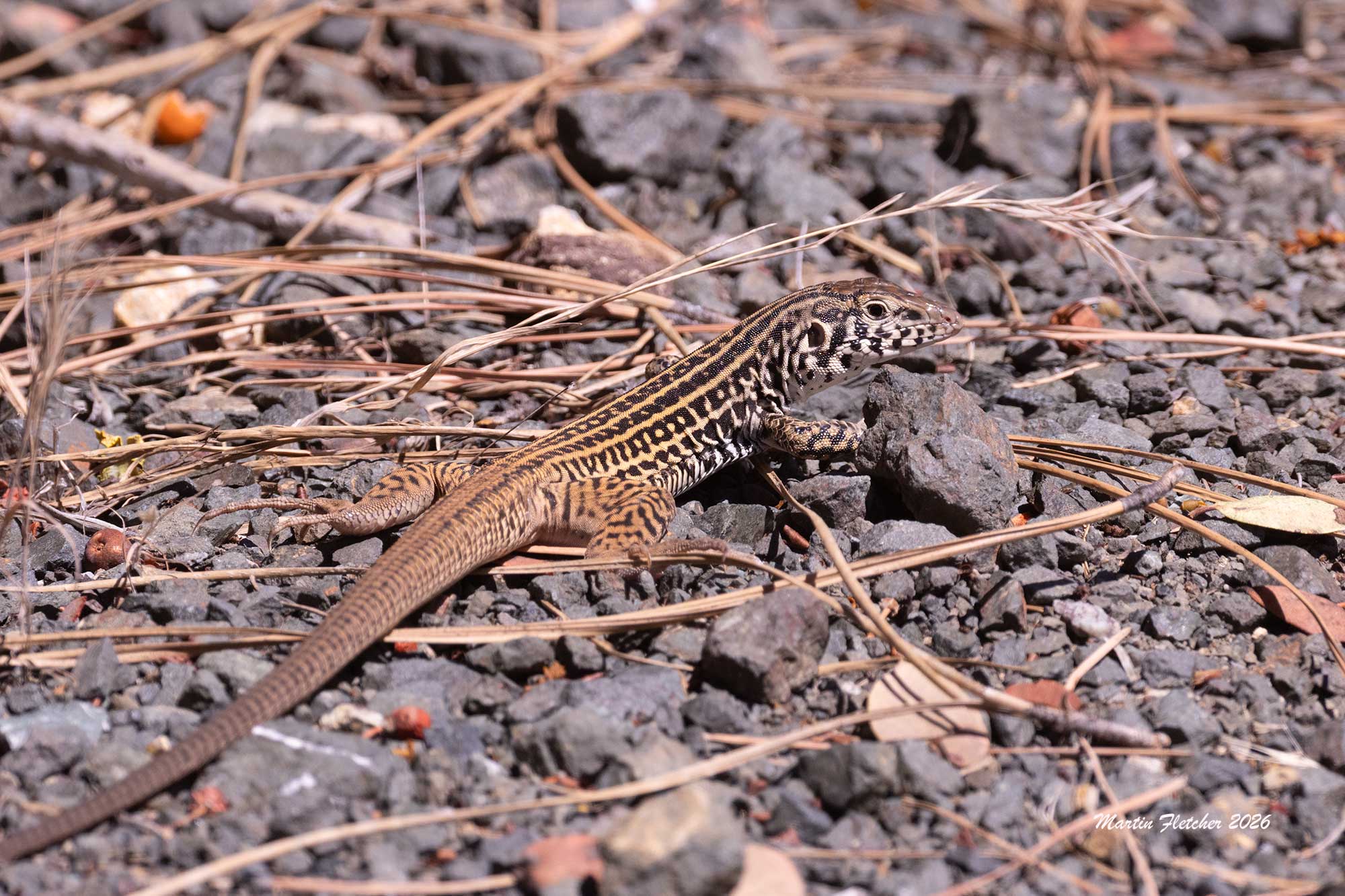 Western Whiptail, Aspidoscelis tigris