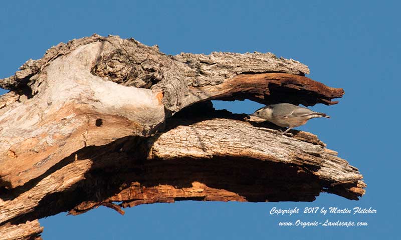White Breasted Nuthatch, Tejon
