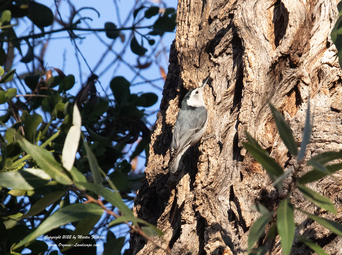 White Breasted Nuthatch, Arroyo Willow