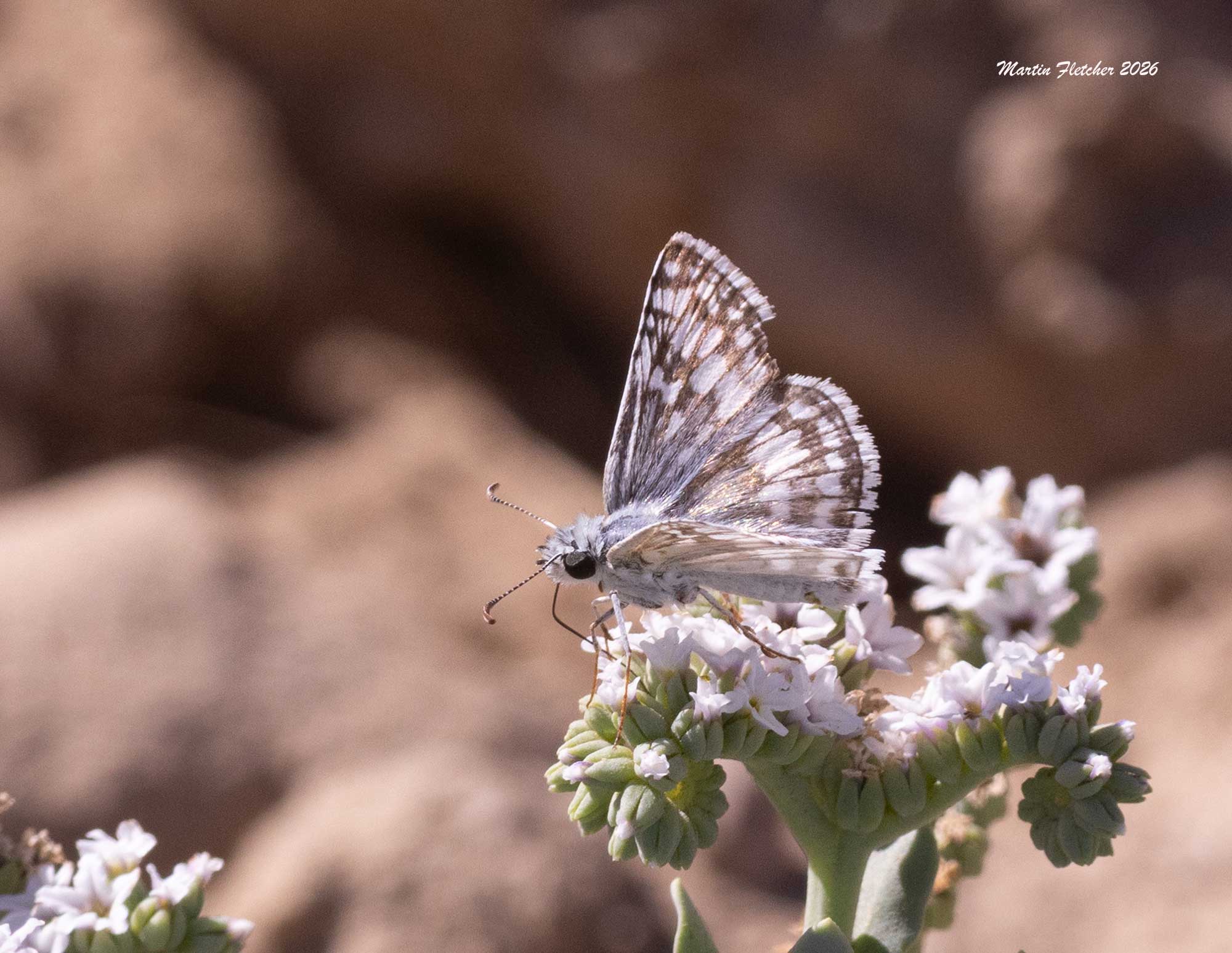 White Checkered Skipper, Burnsius albezens, on Salt Heliotrope, Heliotropius curassavicum