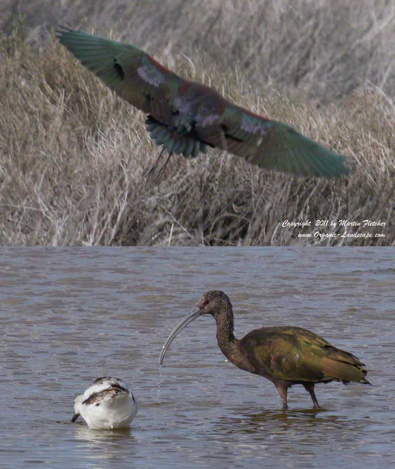 White Faced Ibis, Ormond Beach