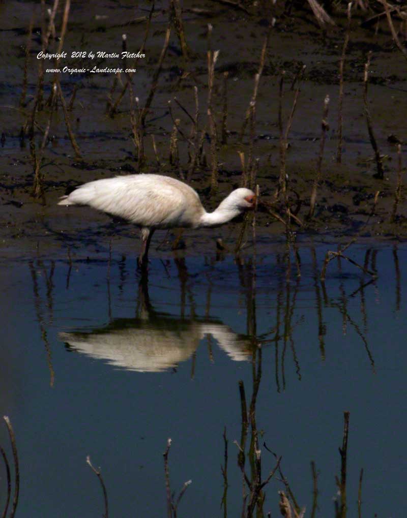 White Ibis, Carpinteria 9-25-2012