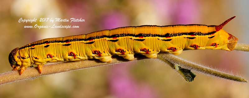 White Lined Sphinx Moth, Hyles lineata