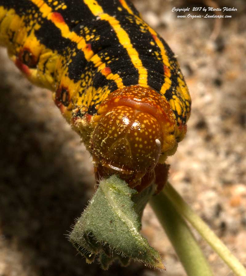 White Lined Sphinx Caterpillar Head, Hyles lineata