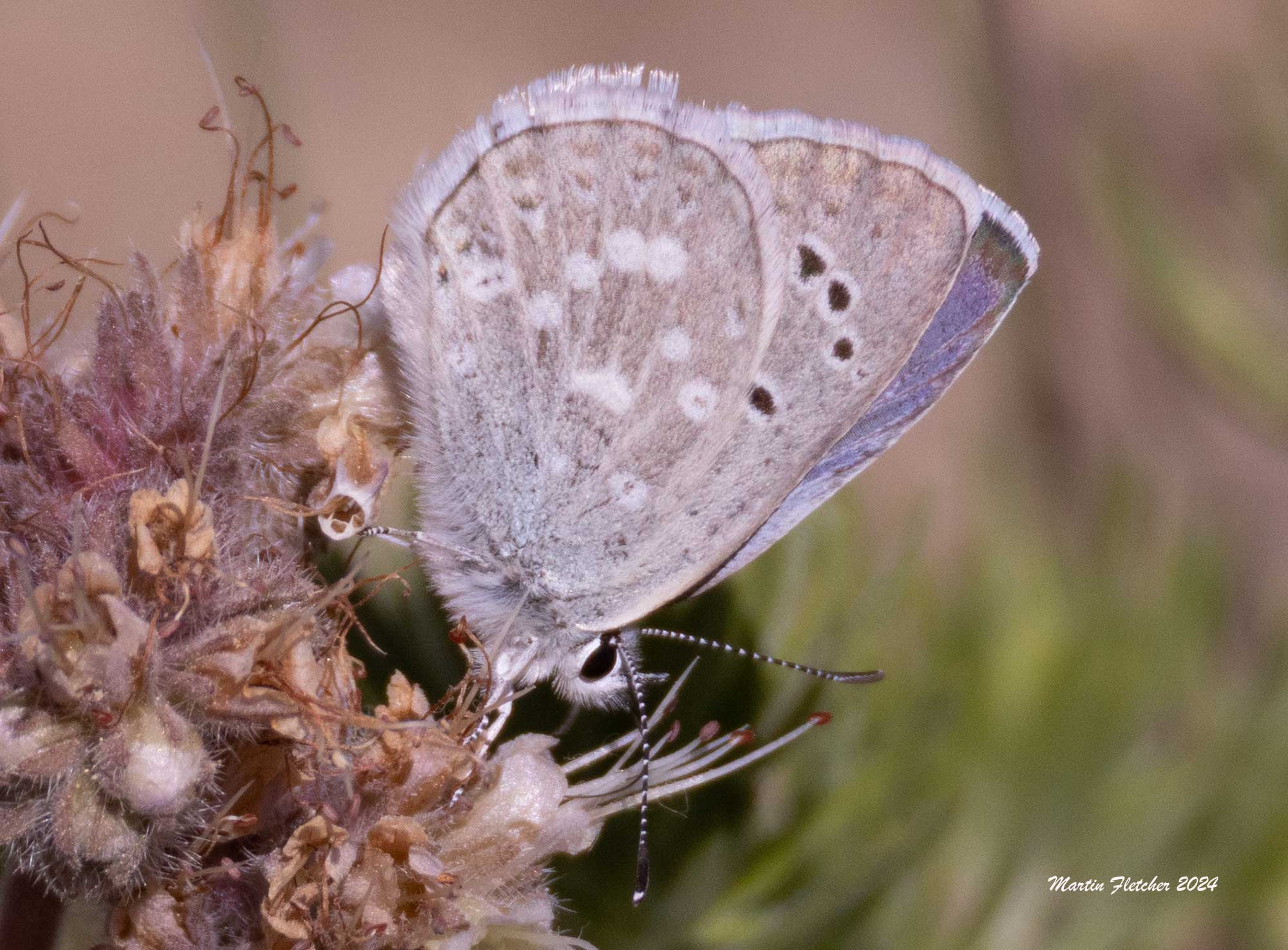White Mountains Icarioides Blue, Icaricia icarioides albihalos, Boisduval's Blue