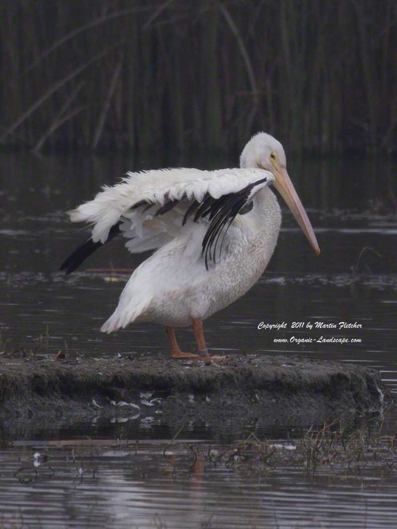 White Pelican, Merced National Wildlife Refuge