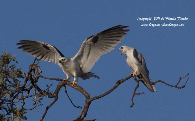 White Tailed Kites