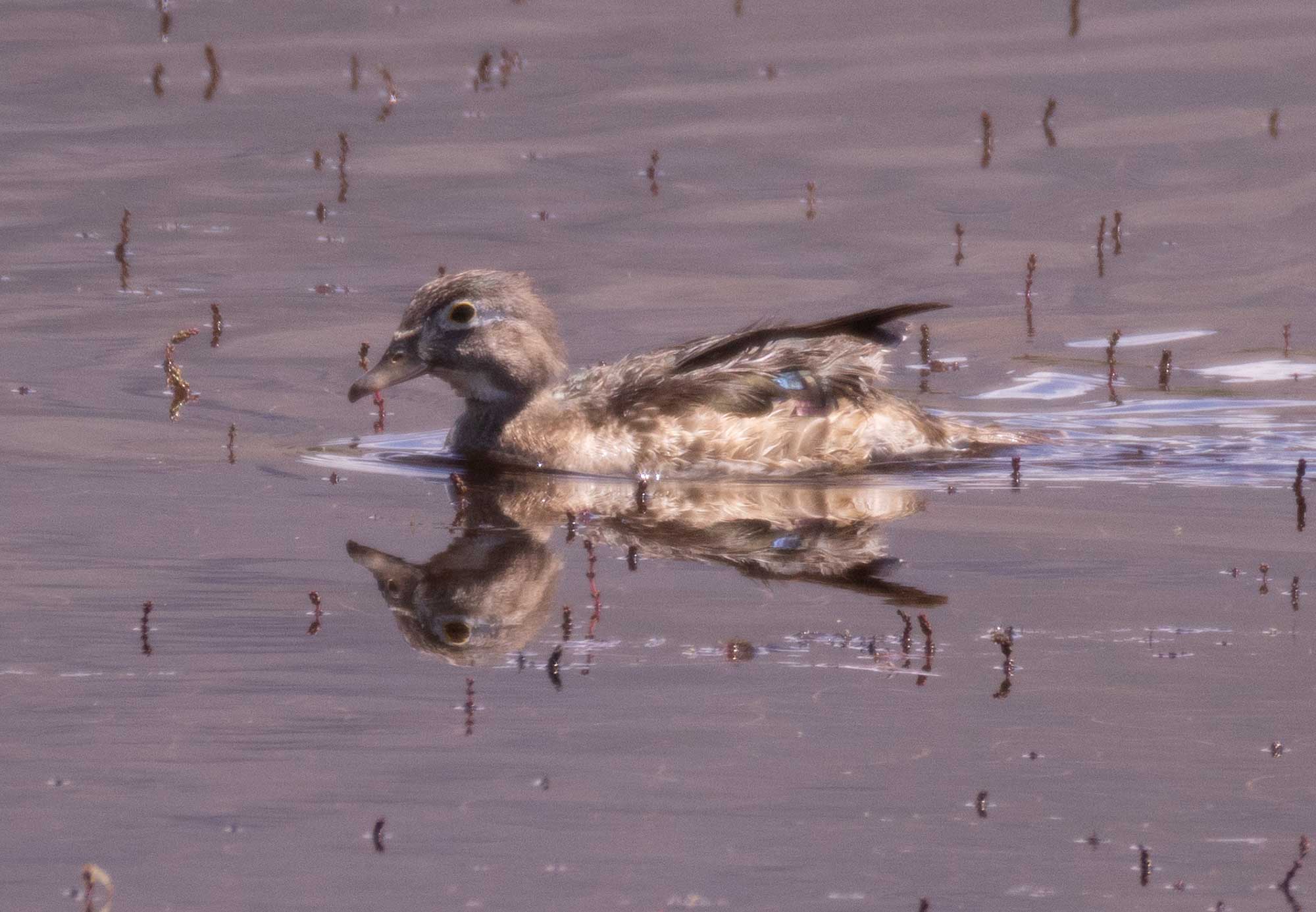 Wood Duck Female, Buckley Ponds, Bishop, California