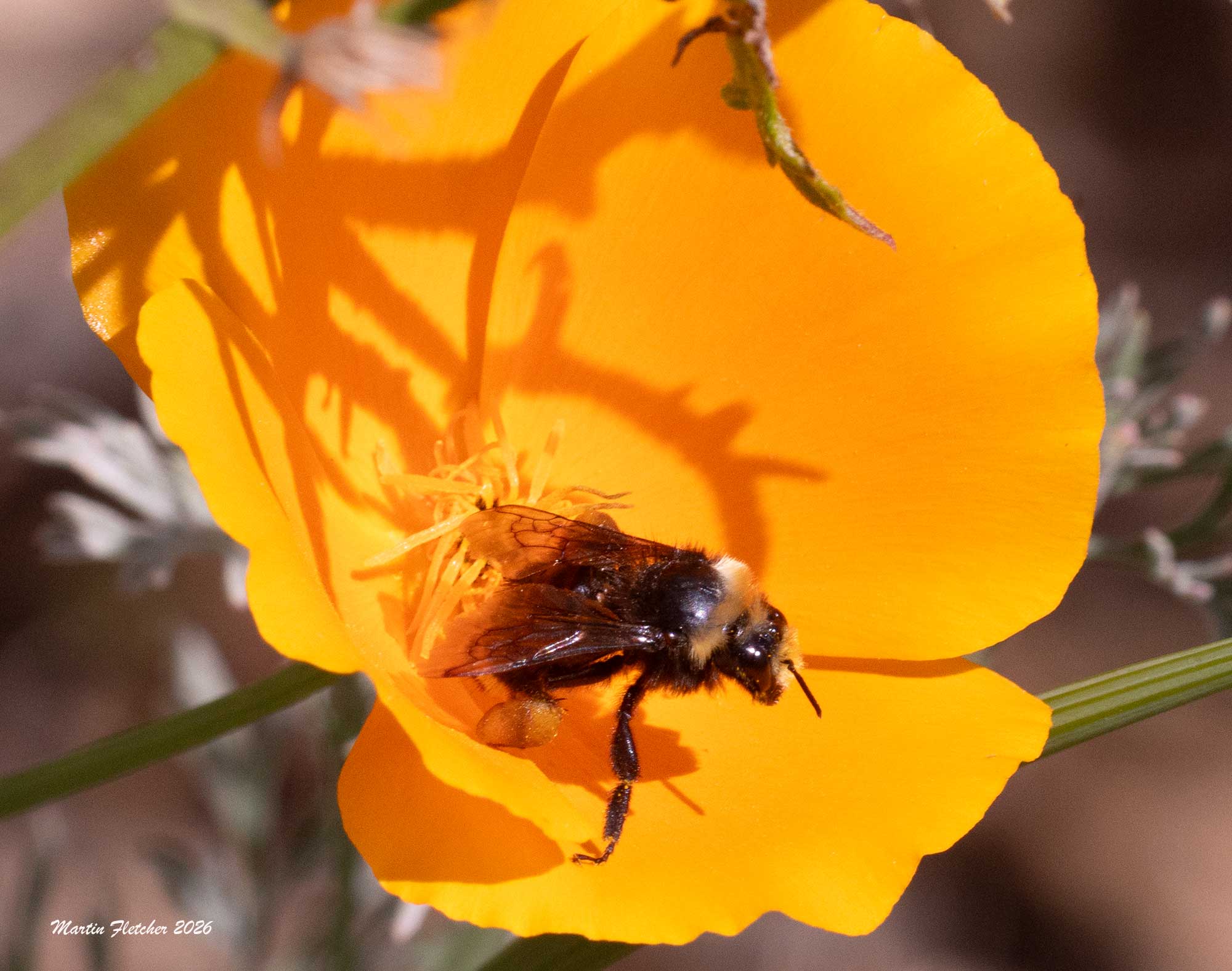 Yellow Faced Bumblebee, Bombus vosnesenski on a California Poppy