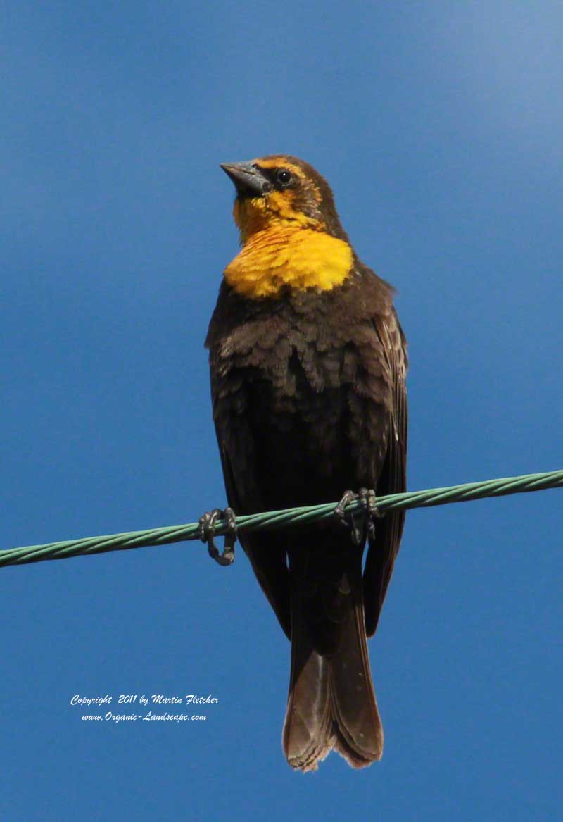 Yellow Headed Blackbird