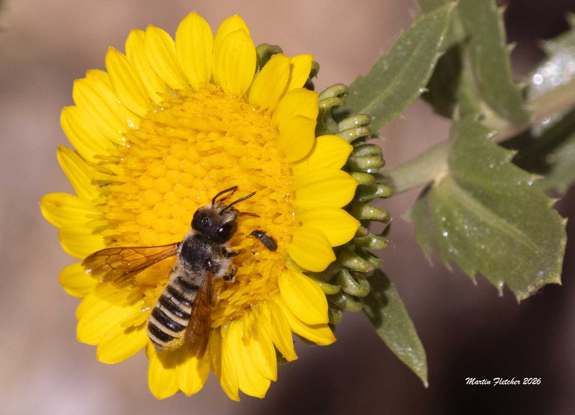 Megachile montivaga, Silver Tailed Petalcutter on Grindelia, Gumweed